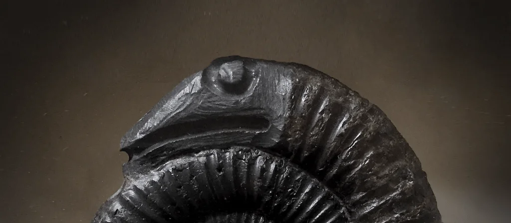 Snake Stone from Whitby