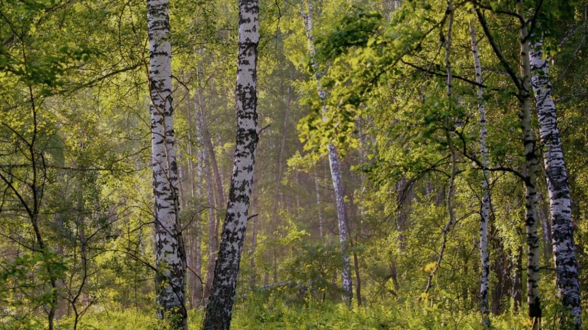 Plant a tree! - Image 7