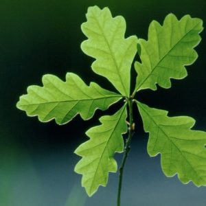 Trees for Life - 6