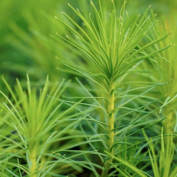 Plant a tree! - Image 2